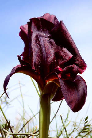 Head of black tulip flower on the background of the sky close-upの写真素材