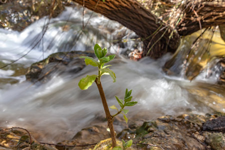 Branch with young leaves in front of a mountain stream running through the thickets. Landscape