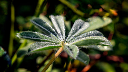 Lupine flower leaf strewn with dew drops close upの写真素材