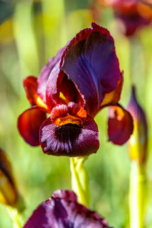 Head of black iris flower in the sunlight close up on a blurred backgroundの写真素材