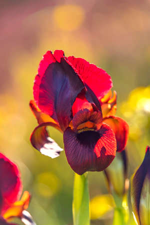 Head of black iris flower in the backlit sunlight up on a blurred backgroundの写真素材