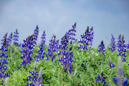 Blooming flowers of lupins close up against the backdrop of a stormy sky. Landscapeの写真素材