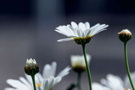 Side view of white daisy flowers close up in backlightの写真素材