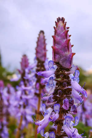 Plectranthus Caninus flowers close-up against cloudy skyの写真素材