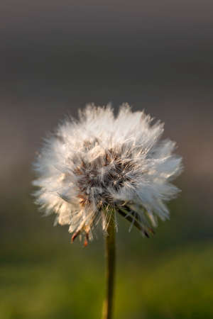 Dandelion flower head with white seeds close-up in the backlight of the suns rays on a blurred backgroundの写真素材