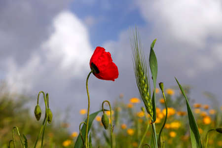 Green spikelet of wheat, flower and buds of red poppies on a blurred background of a field with yellow flowers and a blue sky with cloudsの写真素材