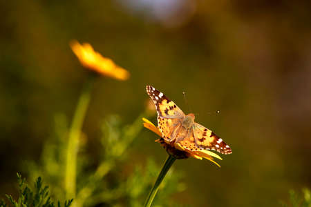 Butterfly Vanessa cardui sitting on a flower of yellow wild chrysanthemum during migration from Africa to Europe through Israelの写真素材