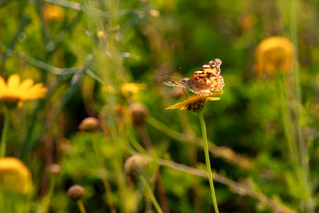 Butterfly Vanessa cardui sitting on a flower of a yellow wild chrysanthemum in the sun backlit...