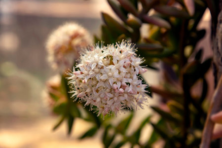 Delicate succulent flowers against the background of tree bark close-up.