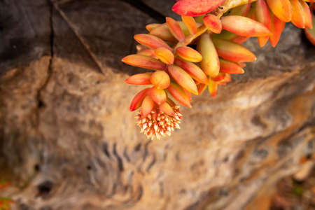 Delicate succulent flowers against the background of tree bark close-up.の写真素材