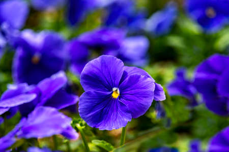 Blue pansy flower clos-up on a blurred backgroundの写真素材