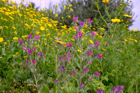 A field of colorful flowers during spring flowering. Landscapeの写真素材