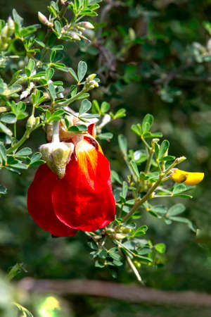 Bud and flower of red poppy among green foliage close upの写真素材