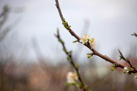 Buds and white flowers of a pear tree with raindrops on petals close-up on a blurred background. Galilee Mountains. Israelの写真素材