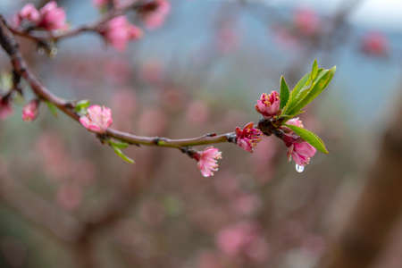 Peach pink flowers with rain drops on the petals close-up on a blurred background. Galilee Mountains. Israelの写真素材