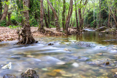 River flowing between stones and trees in green foliage. Landscapeの写真素材