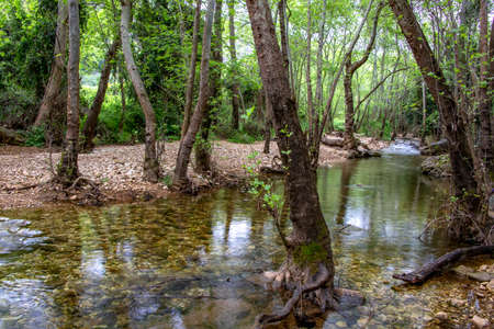 River flowing between stones and trees in green foliage. Landscapeの写真素材