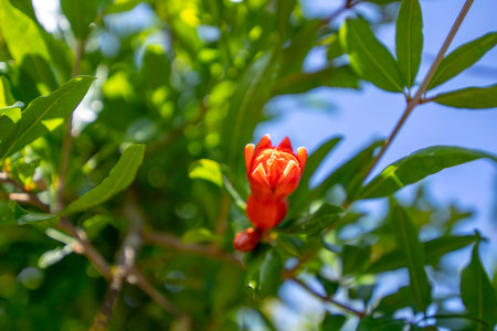 Red bud of pomegranate flower close-up on a blurred background of green foliage