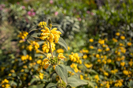 Wild yellow flower close-up on blurred background. Landscape