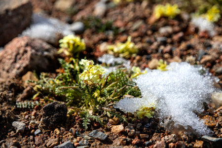 Yellow mountain flower growing on stones surrounded by melting snow. Traveling in Kyrgyzstan.