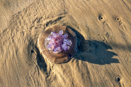 Violet Rhopilema nomadica jellyfish on the coastal sand. Mediterranean Sea.