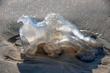 Rhopilema nomadica jellyfish on the coastal sand. Mediterranean Sea.