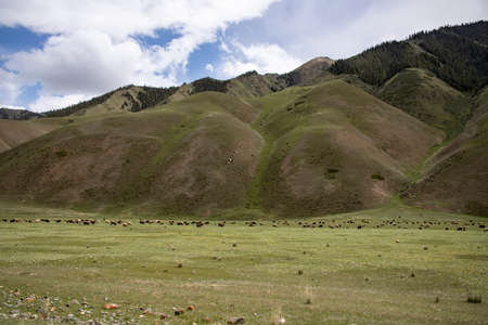 A flock of sheep grazing in the foothills of the Tien Shan. Green pasture on a background of green hills and sky in the cloudsの写真素材
