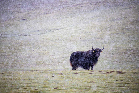 Yak grazing on a snowy pasture under the snow with the wind. Kyrgyzstan. Tian Shanの写真素材