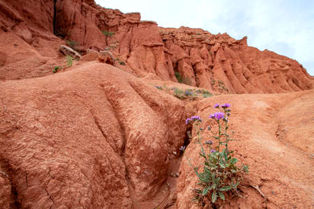 Multicolor mountains in the gorge Fairy Tale against a cloudy sky with flowers in the foreground. Tourism Kyrgyzstanの写真素材