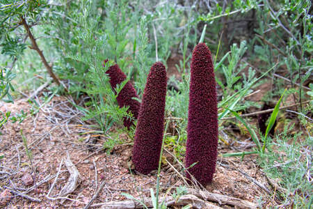 Blooming Cynomorium Flowers in the Grass Closeupの写真素材