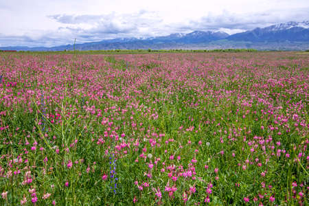 Beautiful pink Sainfoin flowers. Herbal-bean mixtures for grazing with mountains covered in snow on the horizonの写真素材