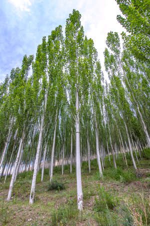 Grove of young poplar trees against a cloudy sky. Traveling in Kyrgyzstanの写真素材
