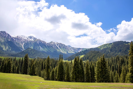 Hills covered with coniferous forest against the backdrop of a mountain range with snow-capped peaks...