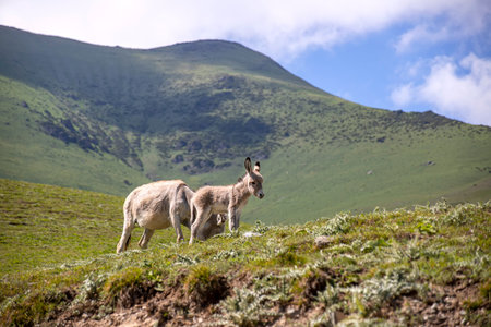 Donkey and foal grazing on a mountain pasture against a background of green hills and the sky in the...