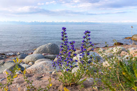 Issyk-Kul lake with Echium vulgare flowers on a rocky beach and mountains with snow-capped peaks on the horizon. Kyrgyzstanの写真素材