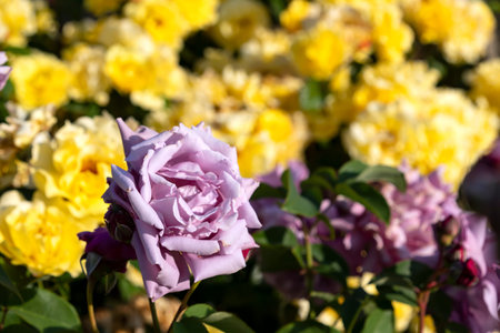 Head of a purple rose flower close-up on a blurred background of yellow roses