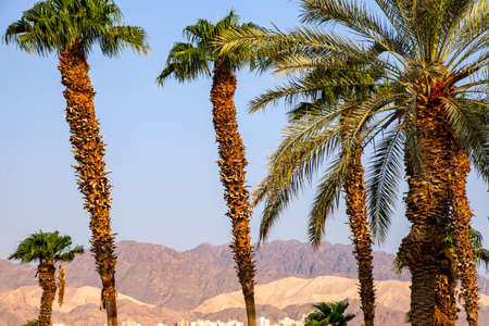 Side view of colorful mountains of Eilat though palm trees. Israelの写真素材