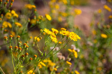 Yellow wild chrysanthemum flowers close-up on a blurred green backgroundの写真素材