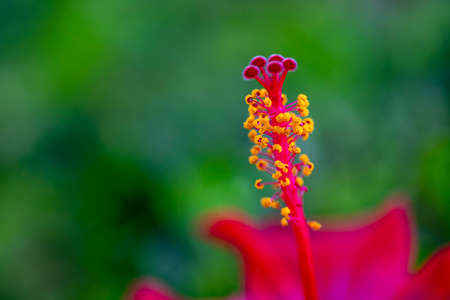 Pistils and stamens of a hibiscus flower close-up on a green blurred backgroundの写真素材