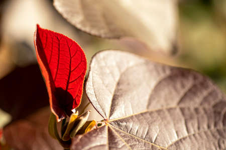 Autumn red and beige leaves on a blurry backgroundの写真素材