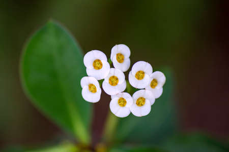 Euphorbia milii white flowers macro on a blurred green backgroundの写真素材