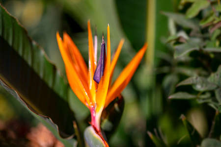 Bird of paradise flower close-up on a blurred green backgroundの写真素材