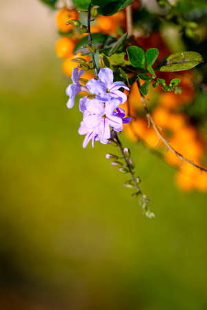 Delicate violet flowers close-up on a blurred green backgroundの写真素材