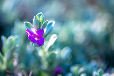 Pink delicate Leucophyllum frutescens flower close-up on a blurred backgroundの写真素材
