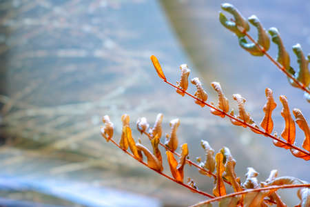 Twigs of trees with dry autumn leaves close-up on a blurred bokeh backgroundの写真素材