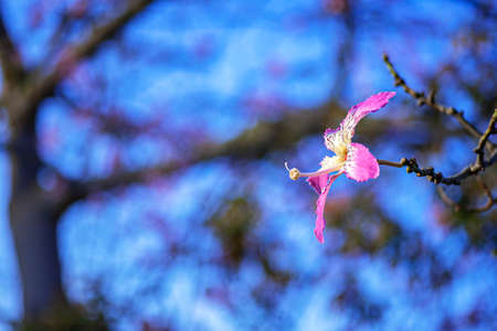 Pink silk floss tree flower close-up on a blurred blue backgroundの写真素材