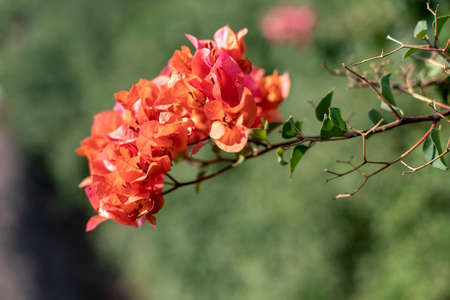 Orange flowers of Bougainvillea flowers close-up on a blurred backgroundの写真素材