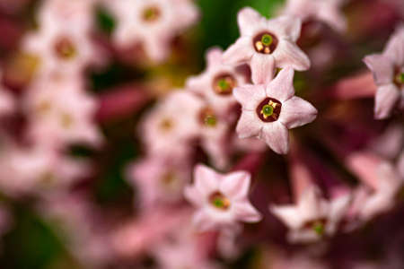 Macro view of small pink flowers on a blurred backgroundの写真素材