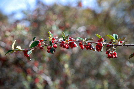 Branch with ripe red berries close up on a blurry green bokeh background
