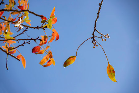 Tree branches with multi-colored yellow red green autumn leaves on a sky background